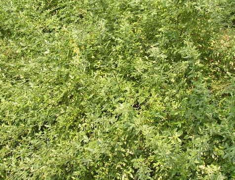 Chrysojasminum Species, Shrubby Jasmine