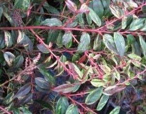 Drooping Leucothoe, Fetterbush, Dog Hobble
