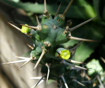 Euphorbia Mrs. Ash