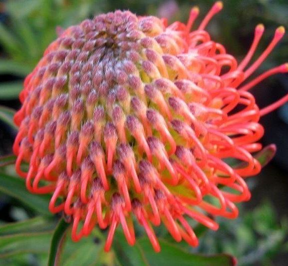 Leucospermum Species, Pincushion Protea Succession