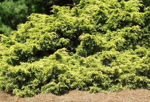 Chinese Juniper Saybrook Gold