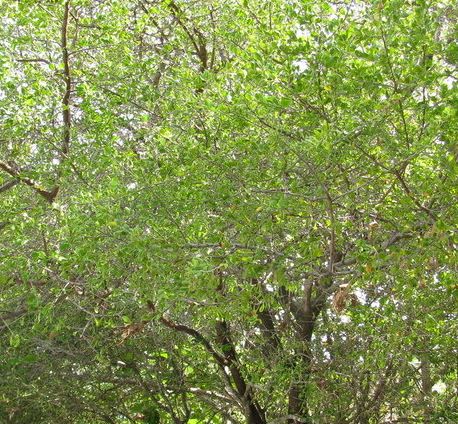 Sideroxylon Species, Coma, Saffron Plum