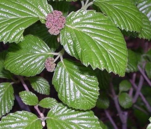 Viburnum Species, Deams Viburnum