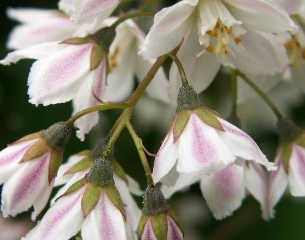 Deutzia, Dwarf Pink Deutzia, Fuzzy Deutzia Pink Minor