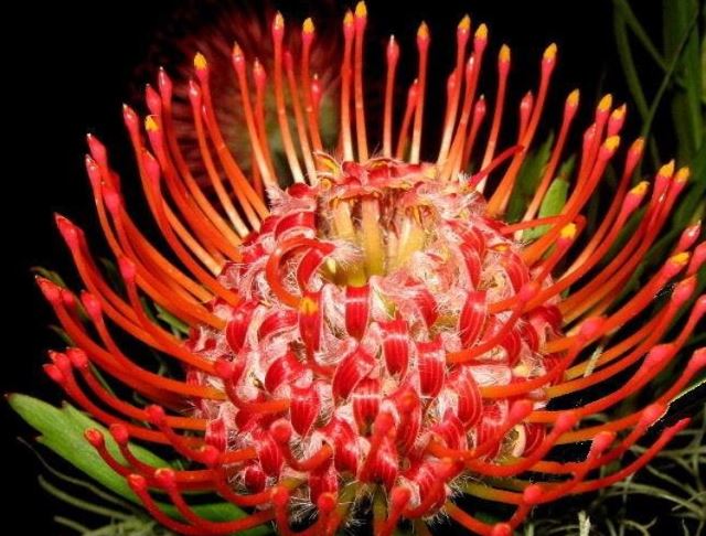 Leucospermum Hybrid, Pincushion Protea Tango