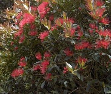 Metrosideros Species, Ironwood, Southern Rata