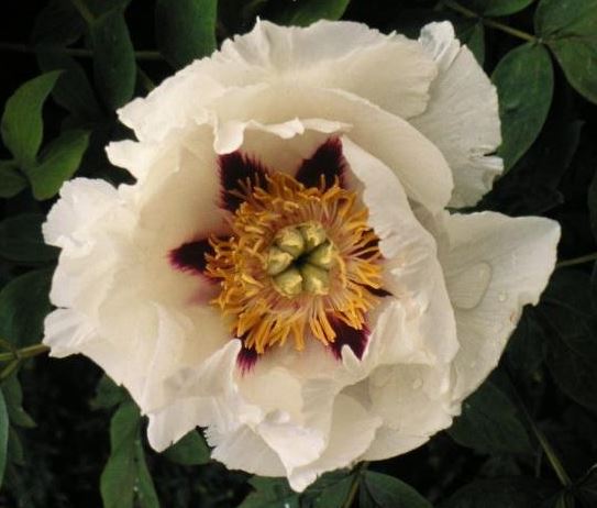 Paeonia Species, Rocks Peony, Tree Peony
