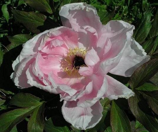 Hybrid suffruticosa, Tree Peony Yoshino Gawa