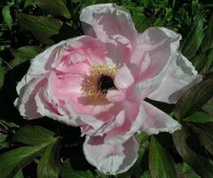 Hybrid suffruticosa, Tree Peony 'Yoshino Gawa'