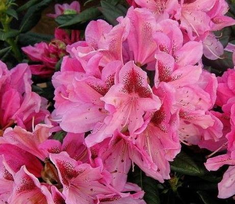Rhododendron Cosmopolitan