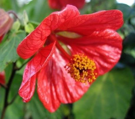 Abutilon Cultivar, Flowering Maple Red Monarch