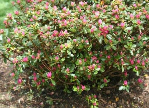 Rhododendron, Hiryu Azalea, Kurume Azalea Tradition