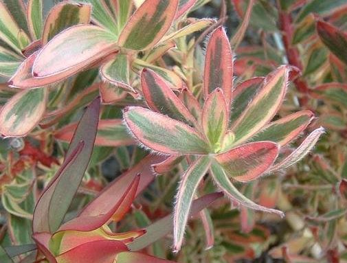 Leucadendron, Cone Bush, Sunshine Conebush, Sunshine Protea Safari Sunshine