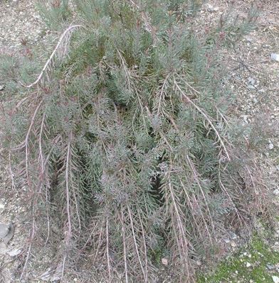 Leucadendron Species, Conebush, Galpins Coneflower, Silver Balls