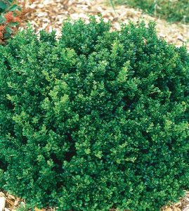 Berberis, Japanese Barberry Kobold