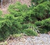 Chinese Juniper, Pfitzer Juniper Pfitzeriana