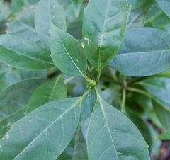 Aucuba, Japanese Aucuba, Japanese Laurel 'Rozannie'