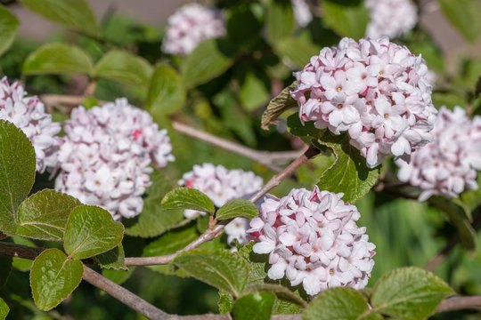 Viburnum, Koreanspice Viburnum Charis