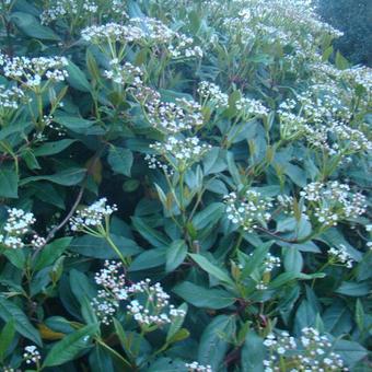 Viburnum Jermyns Globe