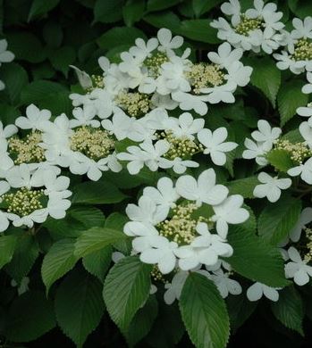 Viburnum, Doublefile Viburnum, Japanese Snowball Bush Nanum Semperflorens
