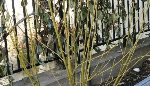 Siberian Dogwood, Yellow-twig Dogwood Hessei