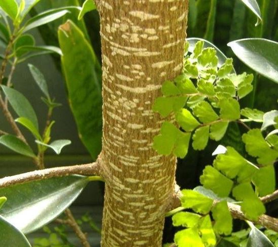 Tigerbark Ficus, Tiger Bark Ficus, Chinese Banyan Tiger Bark