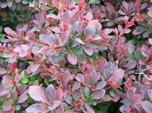 Berberis, Japanese Barberry Royal Burgundy
