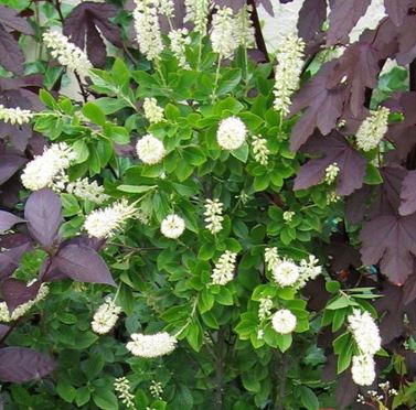 Clethra, Summersweet, Sweet Pepper Bush Sixteen Candles
