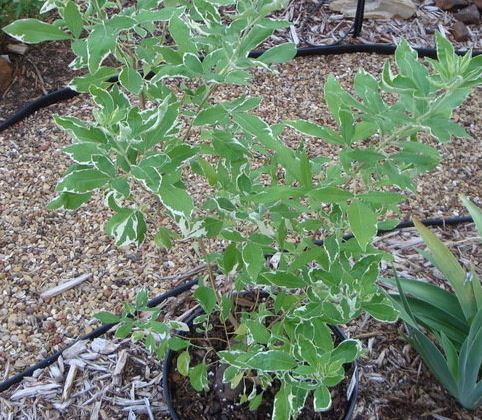 Vitex, Three Leaf Vitex Variegata