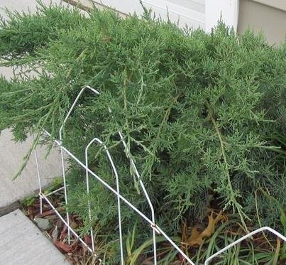 Chinese Juniper, Pfitzer Juniper Pfitzeriana Glauca