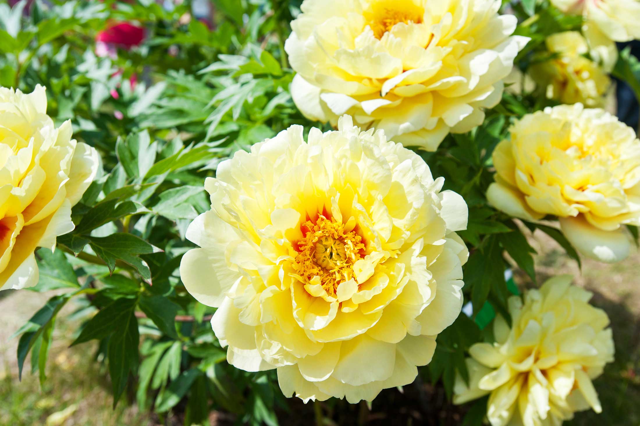 Japanese Tree Peony, Tree Peony Alice Harding