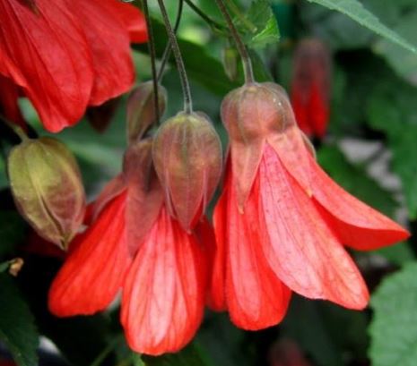 Abutilon Cultivar, Flowering Maple Red Gum Drop