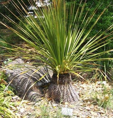 Dasylirion Species, Green Desert Spoon, Green Sotol, Spoon Yucca