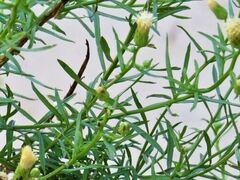 Baccharis Species, Prairie False Willow