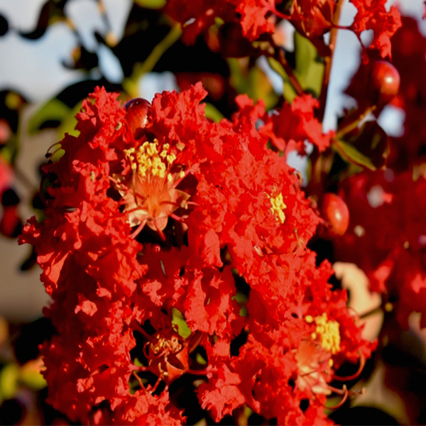 Lagerstroemia, Crape Myrtle, Crepe Myrtle Raspberry Dazzle