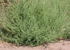 Bassia Species, Fivehook Bassia, Fivehorn Smotherweed