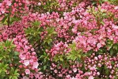 Kalmia, Calico Bush, Mountain Laurel, Spoonwood 'Tinkerbell'