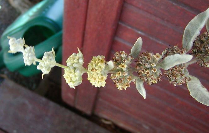 Buddleja Species, Rio Grande Butterflybush