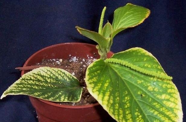 Acalypha, Lance Copperleaf, Copper Leaf, Jacobs Coat Fairy Dust