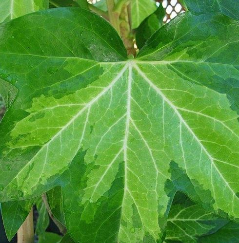 Fatshedera, Aralia Ivy, Fat Headed Lizzy, Tree Ivy Annemieke