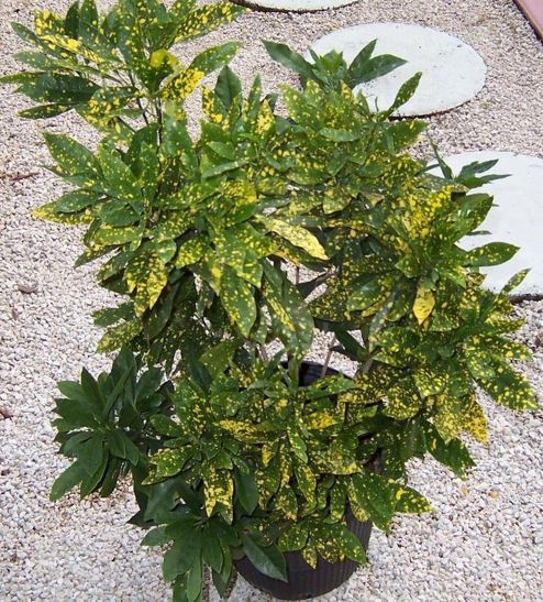 Croton Aureo-maculatum
