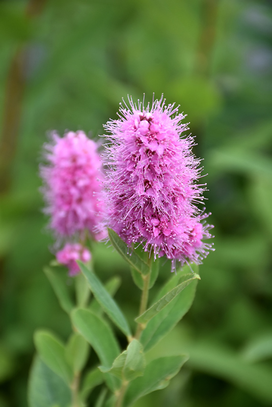 Spirea Triumphans