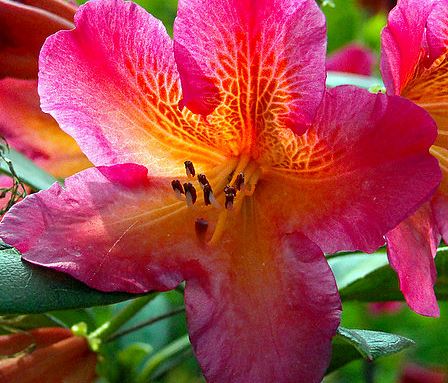 Rhododendron Golden Gate