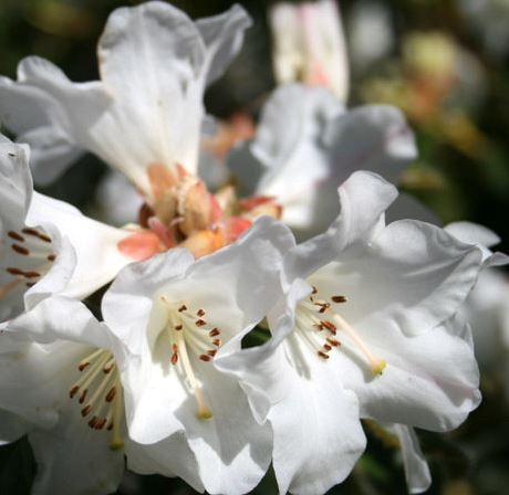 Rhododendron Lucy Lou