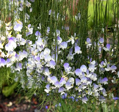 Psoralea Species, Blue Broom, Blue Willow Pea