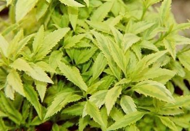 Greenstem Forsythia, Korean Forsythia Citrus Swizzle