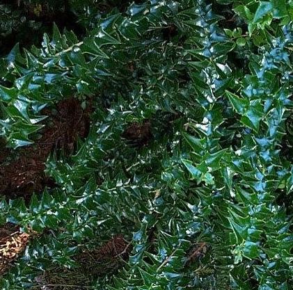 Ilex Species, Perny Holly