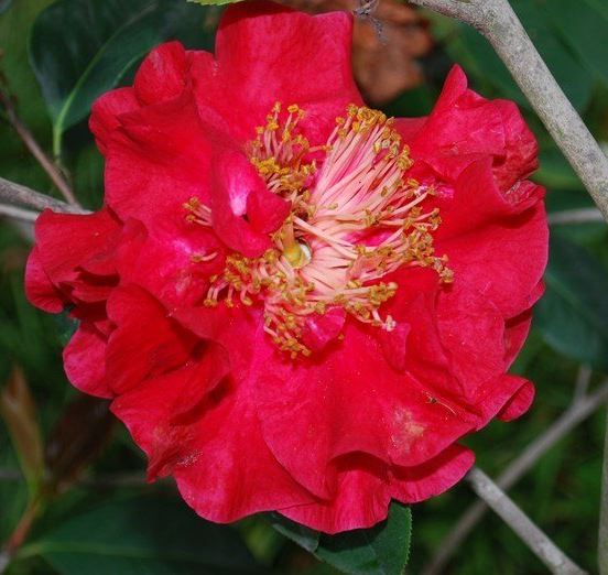 Camellia, Hybrid Camellia Dr. Clifford Parks