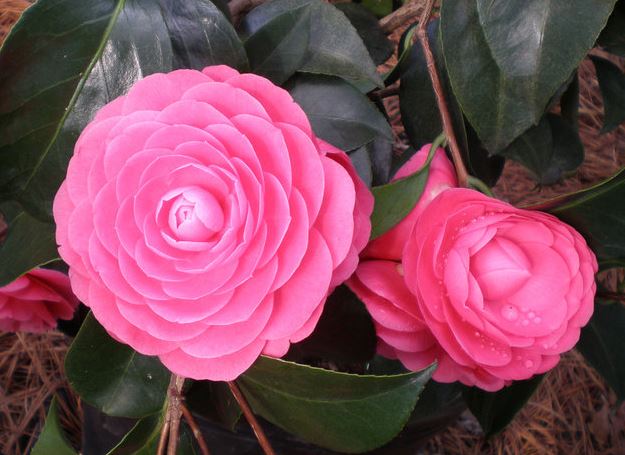 Common Camellia, Japanese Camellia Jacks