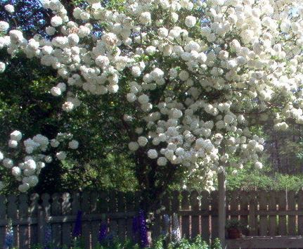 Fringe Tree, Old Mans Beard, Grancy Graybeard Emerald Knight
